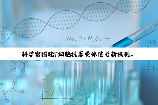 科学家揭晓T细胞抗原受体信号新机制，证明其能决定T细胞分化方向，或催生新型候选药物