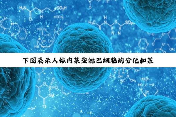 下图表示人体内某些淋巴细胞的分化和某种免疫过程,数字表示过程,...